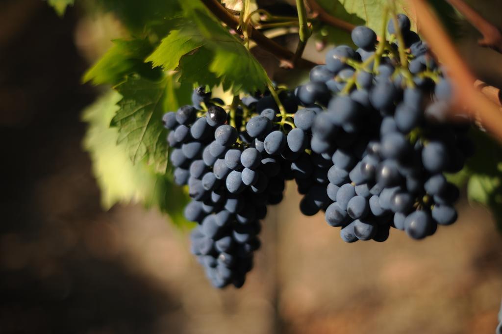 Agriturismo Tenuta Conti Faina Fratta Todina الغرفة الصورة